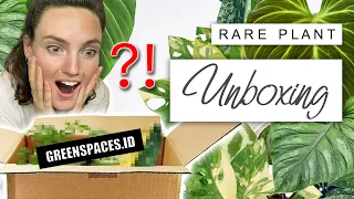 Importing Rare Plants 🌱 House Plant Unboxing GREENSPACES.ID