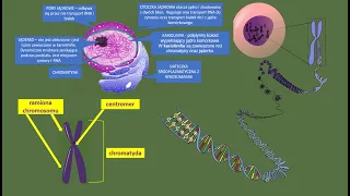 Budowa i rola jądra komórkowego. Budowa chromosomu. Chromatyna