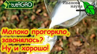 МОЛОКО НЕ КИСНЕТ, стало горькое, вонючее? Это просто спасение! Горклое молоко - какая от него польза