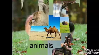 ДИКИЕ ЖИВОТНЫЕ НА АНГЛИЙСКОМ/ WILD ANIMALS IN ENGLISH