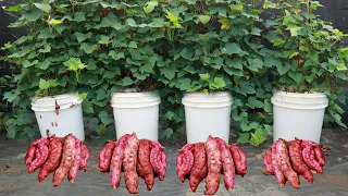Grow sweet potatoes at home with this secret, you will have a good harvest