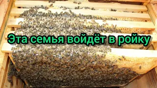 ПОЛНЫЙ РАЗБОР СЕМЬИ ПЧЕЛ|| СИЛЬНЫЕ СЕМЬИ НУЖНО СОКРАЩАТЬ?