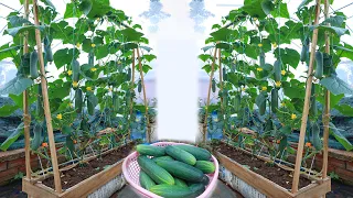 New idea | grow cucumbers at home for many fruits