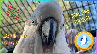 Plucking Cockatoo Improving Every Day | Ep.118: A Jazmin Update | Cockatude: Cockatoos with Attitude