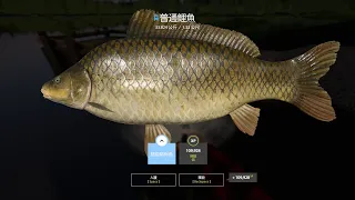 Russian Fishing 4｜The Amber Lake－Blue Tag Common Carp｜琥珀湖－普通鯉魚(33.824kg)