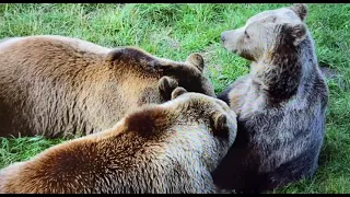 Mother Grizzly Bear nurses her huge  Cubs