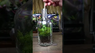 Old whiskey bottle terrarium build!🥃