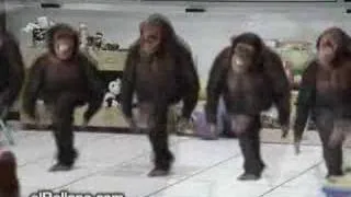 Als een aap aan't dansen gaat...