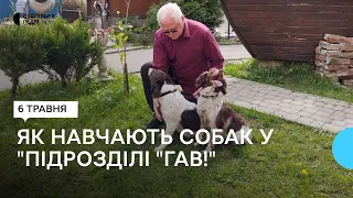 Шукатимуть вибухівки та допомагатимуть у розмінуванні: собаки готуються працювати з військовими