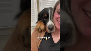 My Heart Dog Sent Me My New Boy 🥺❤️ #dog #dogvideo #bernesemountaindog #rescuedog #bernese #dogs