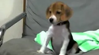 Beagle Puppy Barking For The First Time