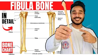 fibula bone anatomy 3d | anatomy of fibula bone attachments anatomy | bones of lower limb anatomy