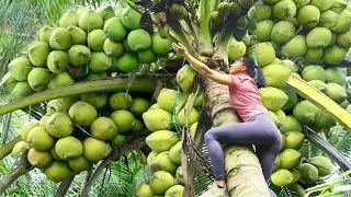 Harvesting Coconut Fruit Goes to market sell, Flower planting || Phương - Free Bushcraft