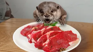 Super cute! Otter Asa cry for food when hungry