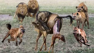 Lion Protect Mother Wildebeest & Her Newborn Baby From Hyena - Lion Vs Hyenas - Hyenas Vs Wildebeest