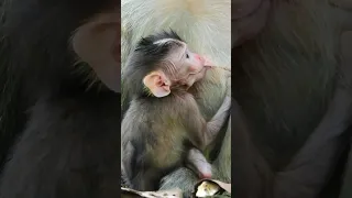 Cute Newborn Baby Monkey Mariel Drink Milk Too Much ...!