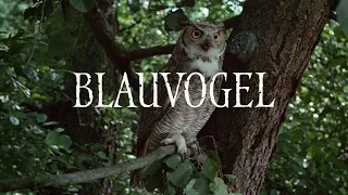 Alle 12 Gojko Mitic Filme + Blauvogel + Atkins - Jetzt auf Blu-ray und DVD! - DEFA Filmjuwelen