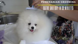HOW TO GROOM A POMERANIAN IN 30 MINUTES