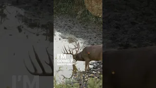 Hunting a Minnesota BOONER coming to the water hole! #bowhunting #bigbuck #whitetail