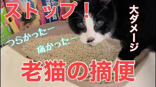 【糖尿病の老猫】便秘を解消すべく圧迫排便の予定が摘便に！老猫の摘便は想像以上の体力と気力を消耗します！慎重に！！