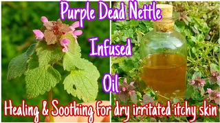 How To Make Purple Dead Nettle Infused Oil 🌺 - Easily Step By Step