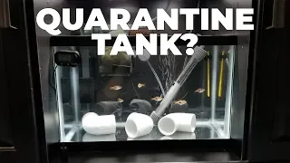 How To Set Up A Quarantine Fish Tank! (And Why You NEED To)