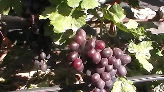 Сорт винограда "2 14 52" - сезон 2019 # Grape sort "2 14 52"