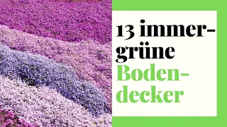 13 immergrüne Bodendecker - Die schönsten Sorten für Ihren Garten