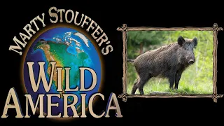 Wild America Season 3 Episode 6 | Hog Wild! | Untamed