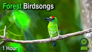 Forest Birdsong - Relaxing Nature Sounds - Birds Chirping | Nostalgic Nature