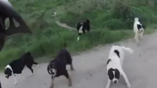 Mann wird von mehreren Hunden angegriffen.