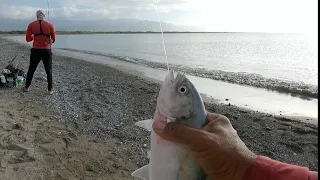 Blue runners and more Blue runners pt.3 Fishing in Jamaica 🇯🇲