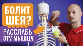 БОЛИТ ШЕЯ? Расслабь мышцу поднимающую лопатку | Самомассаж шеи | Йога для шеи