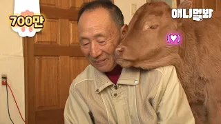 The Story Of A Cow Who Became His Grandpa's Stalker