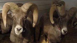 Desert Bighorn Capture & Release