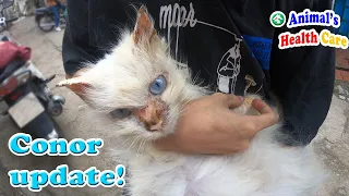 Poor and very sick cat update after rescue 3 weeks | A miracle came to the cat