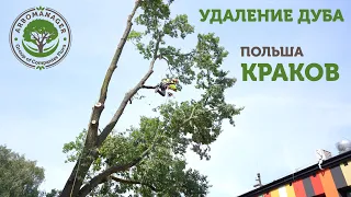 Удаление дуба в городе Краков Польша