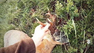 Odstrel srnjaka i lov vepra dočekom 🦌🐗 | Roebuck, wildboar hunt