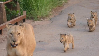 Lioness with Cubs in Pilanesberg National Park - 02/2017 - South Africa