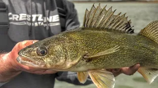 Walleye in Two Feet of Water - Casting Soft Plastics