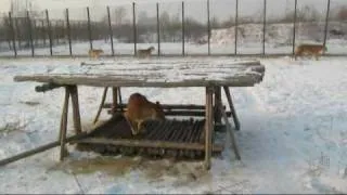 Harbin, China - Siberian Tiger Park - Liger.avi