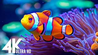 Aquarium 4K Video UHD(60fps) 🐠 Sea Animals With Relaxing Music - Rare & Colorful Sea Life Video #17