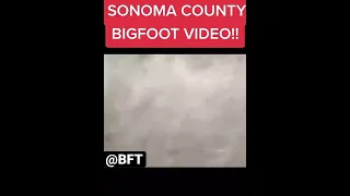 Sonoma county Bigfoot video #bigfoots testimony