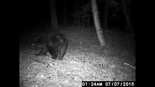 Ursus arctos - Eurasian brown bear