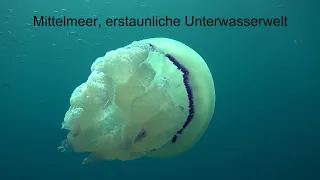 Erstaunliche Unterwasserwelt des Mittelmeer. Tauchgebiet Kroatien, Istrien, Sv. Marina