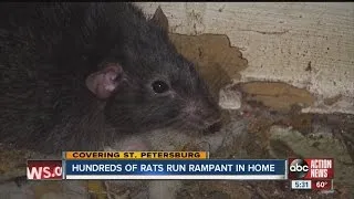 Hundreds of rats run rampant in home