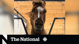 #TheMoment a head-banging horse rocked out to metal music