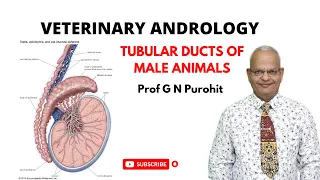 Tubular ducts of the male I Veterinary Andrology I VGO Unit 3 I GNP Sir I Epididymis I Bull I Horse
