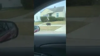 Pig Caught Running Down Detroit Neighborhood