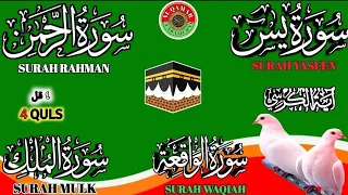 Ep 244 Surah Yaseen 🕋 Surah Rahman 🕋 Surah Waqiah 🕋 Surah Mulk 🕋  4 Quls 🕋 @IQRAALQURANKARIM